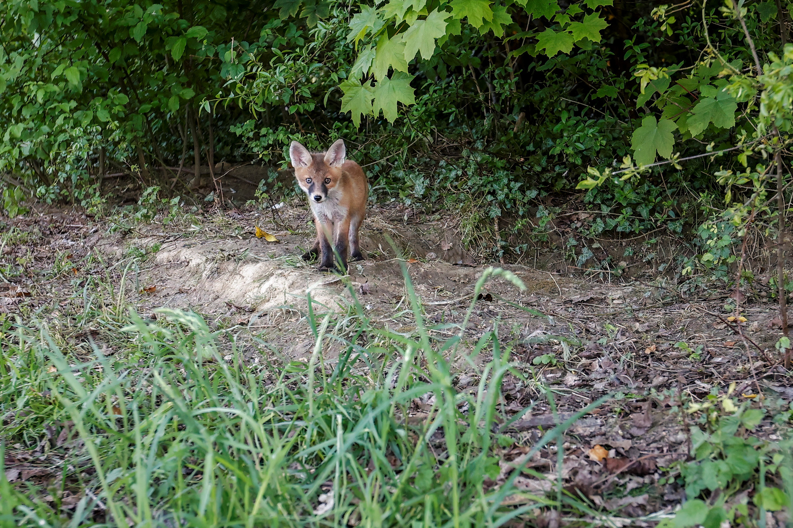 Fuchs Welpen