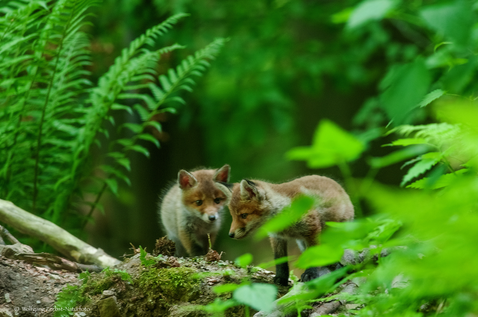  - FUCHS WELPEN -  ( Vulpes vulpes )