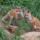 --- Fuchs Welpen ---   ( Vulpes vulpes )