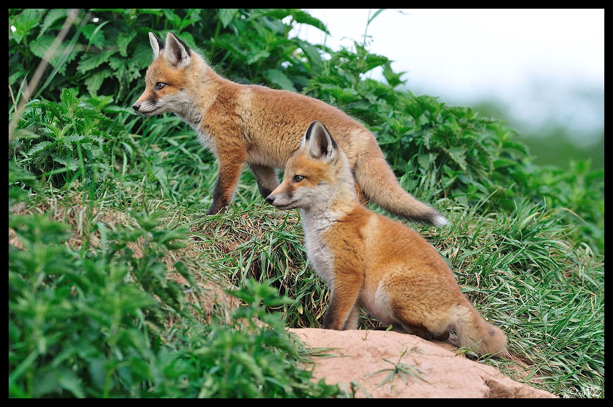 - Fuchs-Welpen- ( Vulpes vulpes )