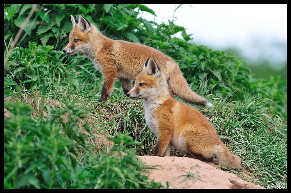 - Fuchs-Welpen- ( Vulpes vulpes )