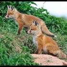 - Fuchs-Welpen- ( Vulpes vulpes )