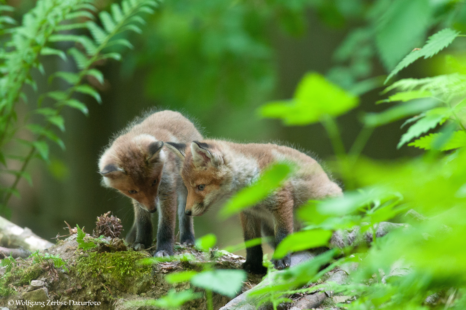 --- Fuchs Welpen ---       ( Vulpes vulpes )