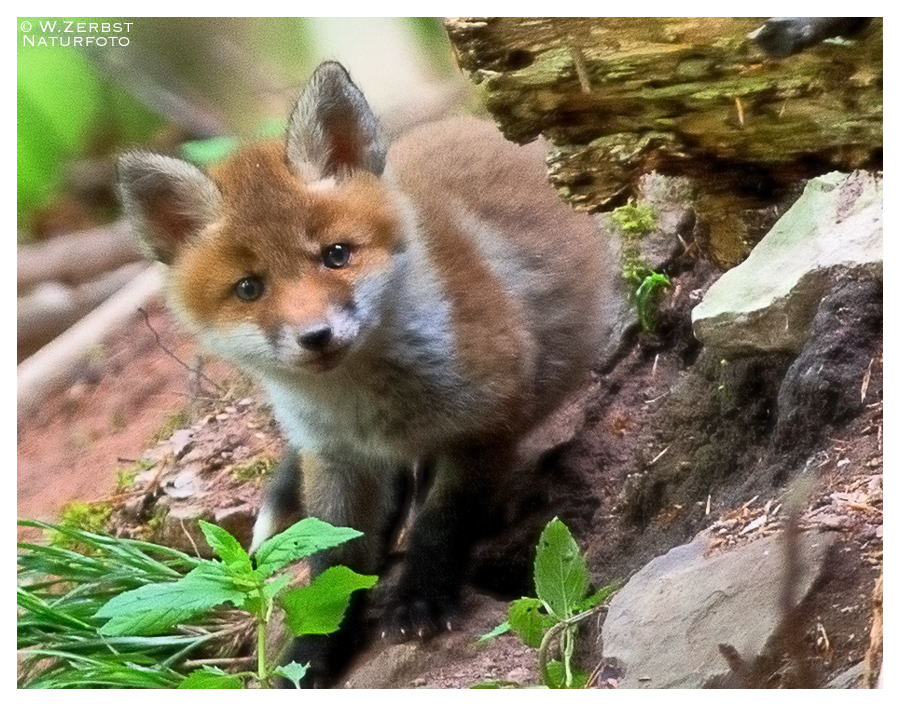 - Fuchs Weple etwas neugierig - ( Vulpes vulpes )