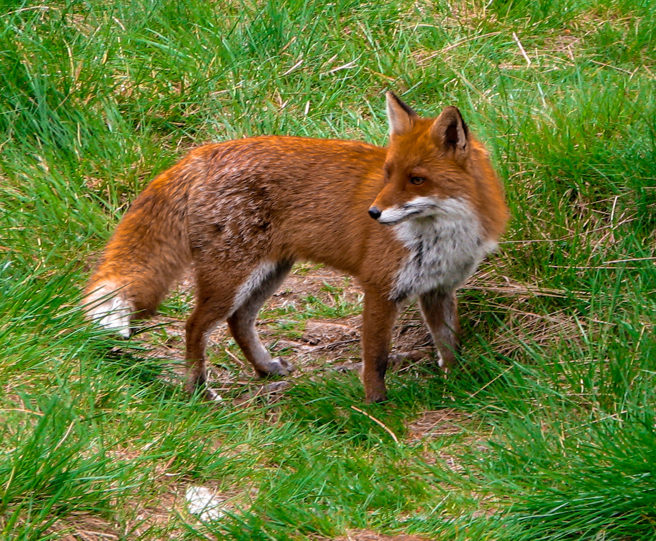 Fuchs, wild aber nicht scheu