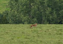 Fuchs Wildlife