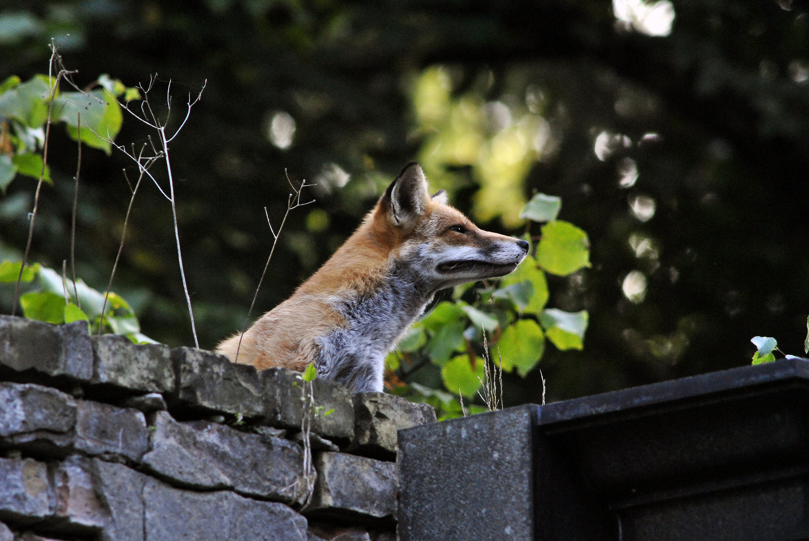 Fuchs wittert