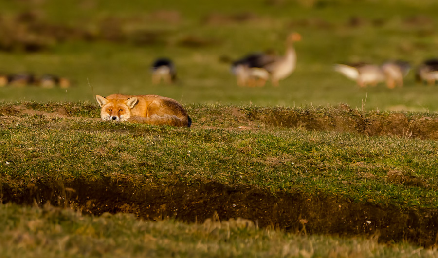 Fuchs zwischen Gänse in der Abendsonne