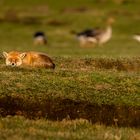 Fuchs zwischen Gänse in der Abendsonne