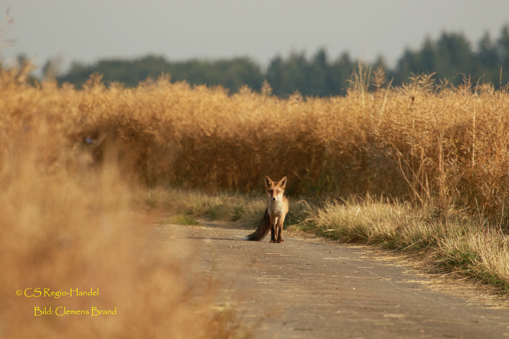 Fuchs zwischen Raps 