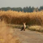 Fuchs zwischen Raps 