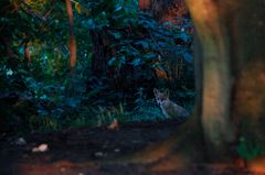 Fuchs_00