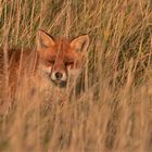 Fuchs_1