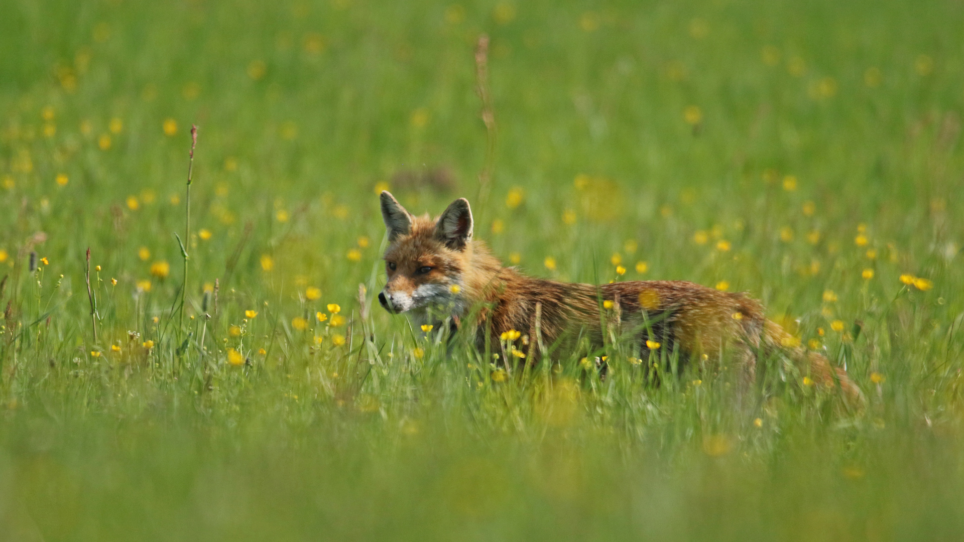 Fuchs1