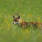 Fuchs1