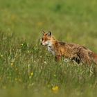 Fuchs2