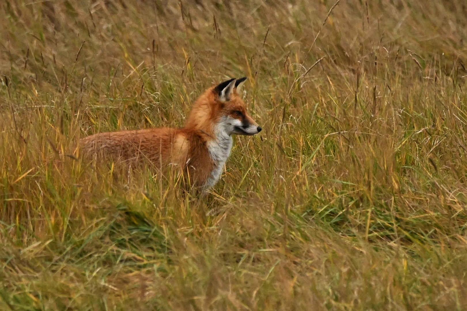 Fuchs_2