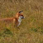 Fuchs_2