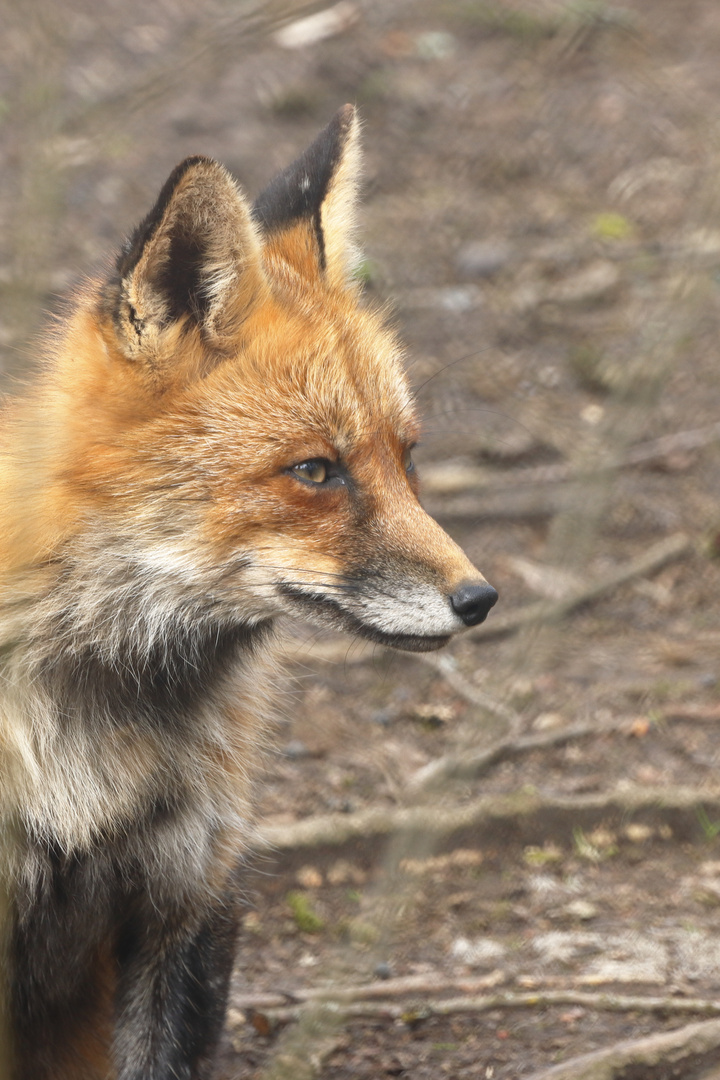 Fuchs3