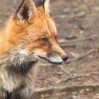 Fuchs3