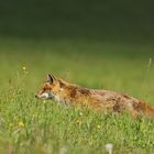 Fuchs3