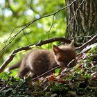 Fuchsbaby auf der Pirsch