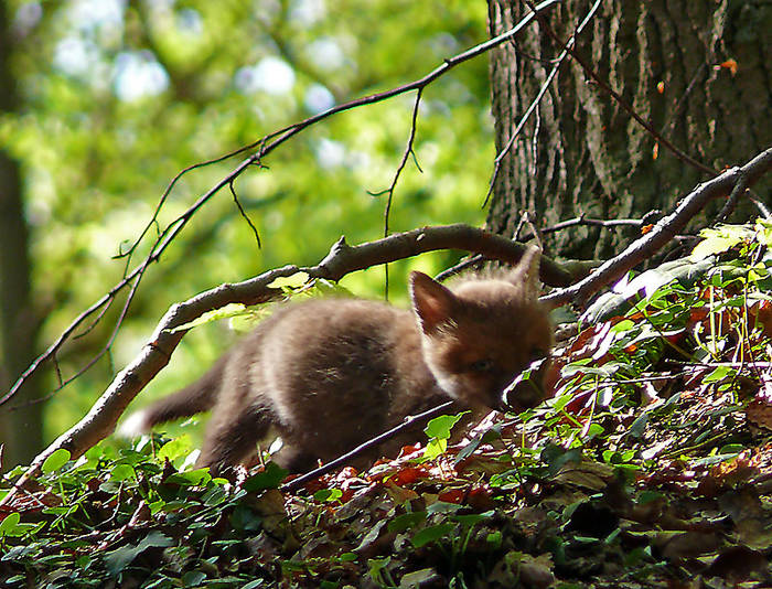 Fuchsbaby auf der Pirsch