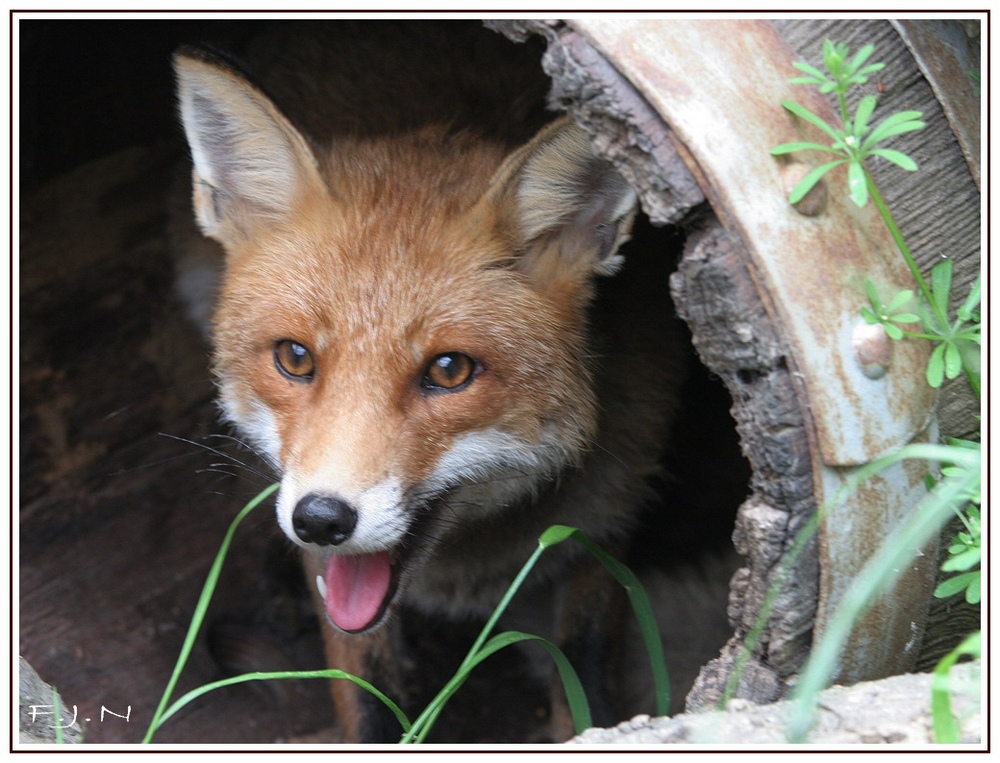 Fuchsbau? Foto & Bild | tiere, zoo, wildpark & falknerei, säugetiere
