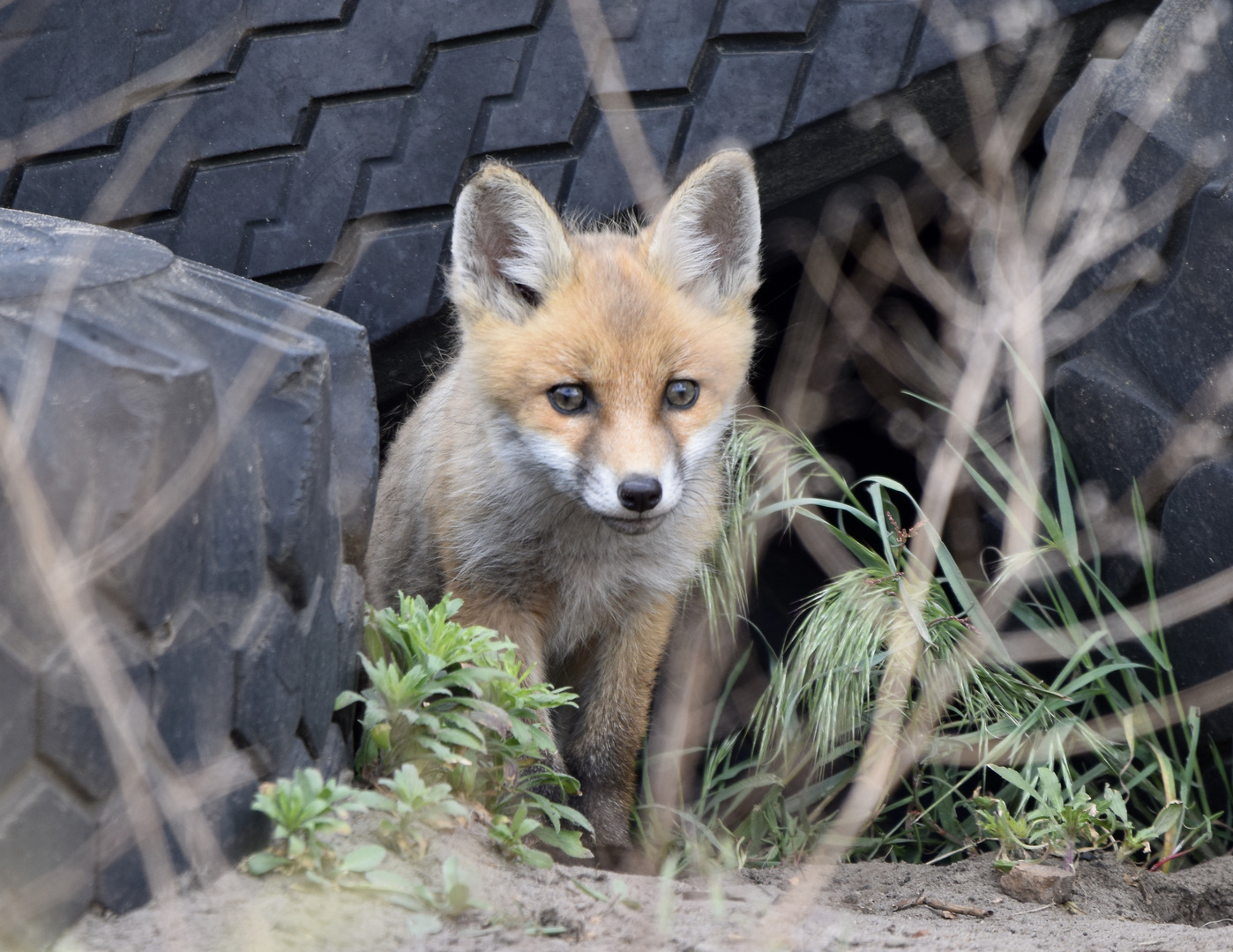 Fuchs_bau Foto & Bild | natur, spreewald, tiere Bilder auf fotocommunity