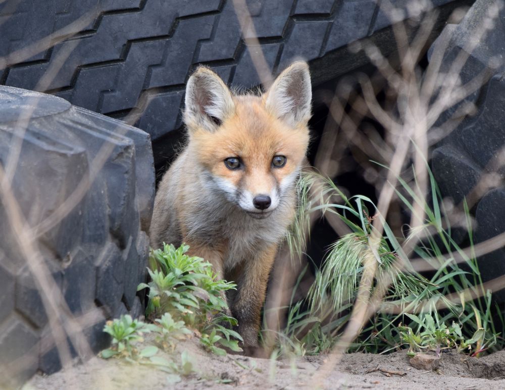 Fuchs_bau Foto & Bild natur, spreewald, tiere Bilder auf