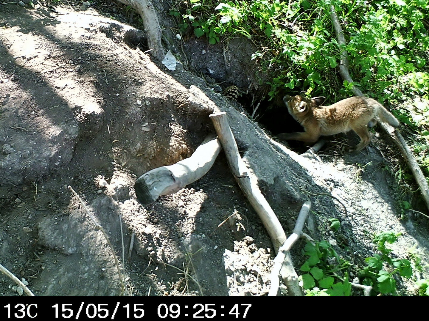 Fuchsbau entdeckt.