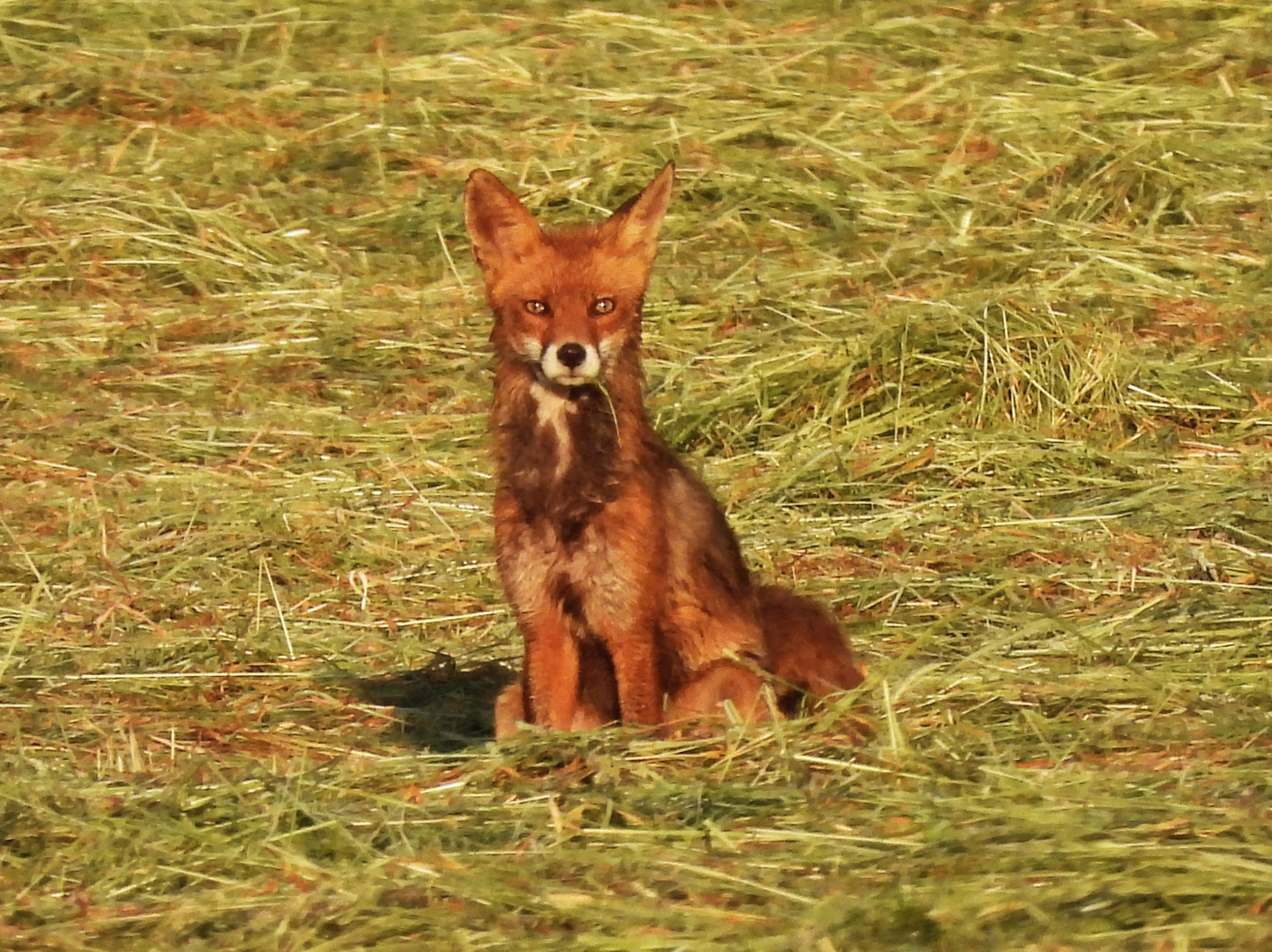 Fuchsbegegnung in der Ahremer Heide (Erftstadt)