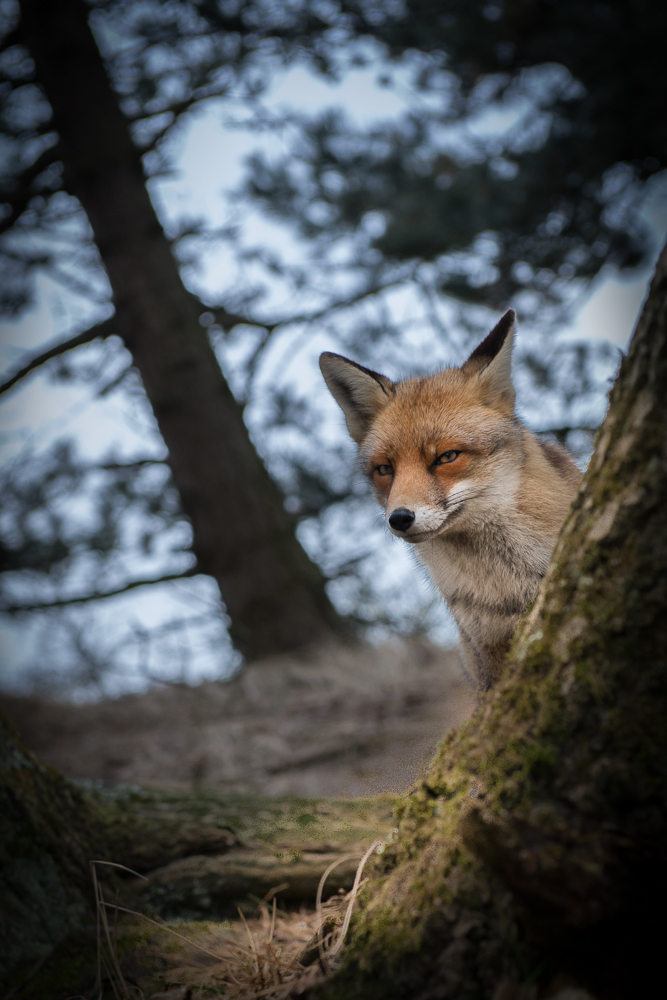 Fuchsbeobachtungen