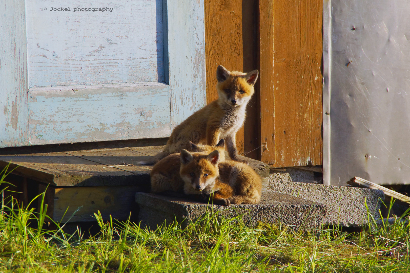 Fuchsbesuch im Garten