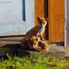 Fuchsbesuch im Garten