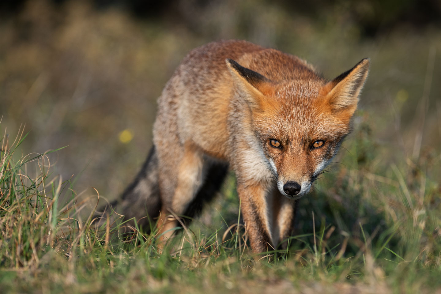 Fuchsblick