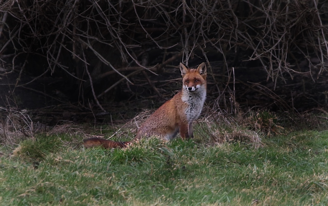 Fuchsblick 