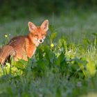 Fuchs_DSC_0202