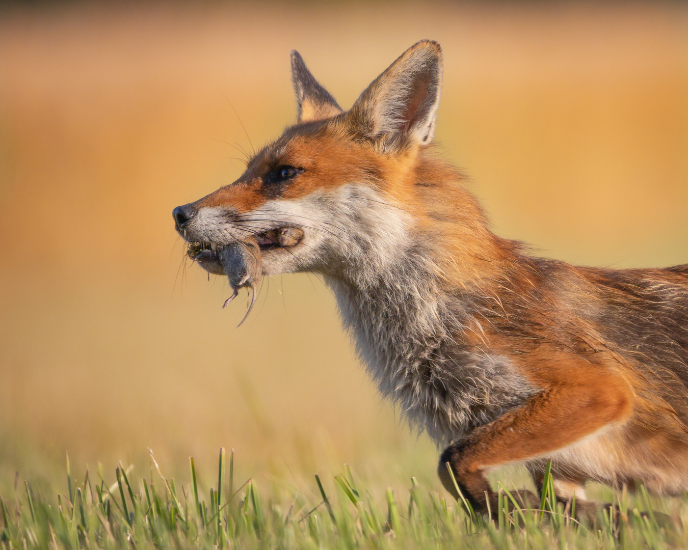 Fuchsfähe auf Beutefang