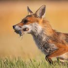 Fuchsfähe auf Beutefang