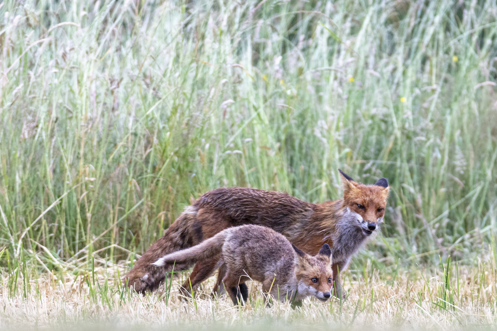 Fuchsfähe mit Jungfuchs