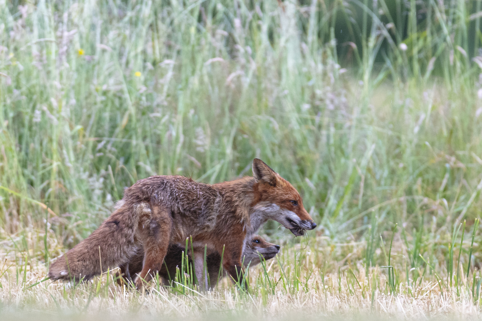 Fuchsfähe mit Jungfuchs