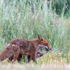 Fuchsfähe mit Jungfuchs