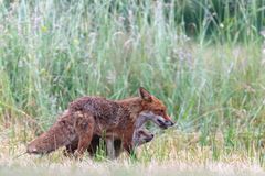 Fuchsfähe mit Jungfuchs