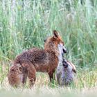 Fuchsfähe mit Jungfuchs