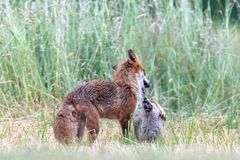 Fuchsfähe mit Jungfuchs