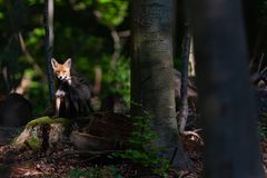 Fuchsfähe mit Nachwuchs