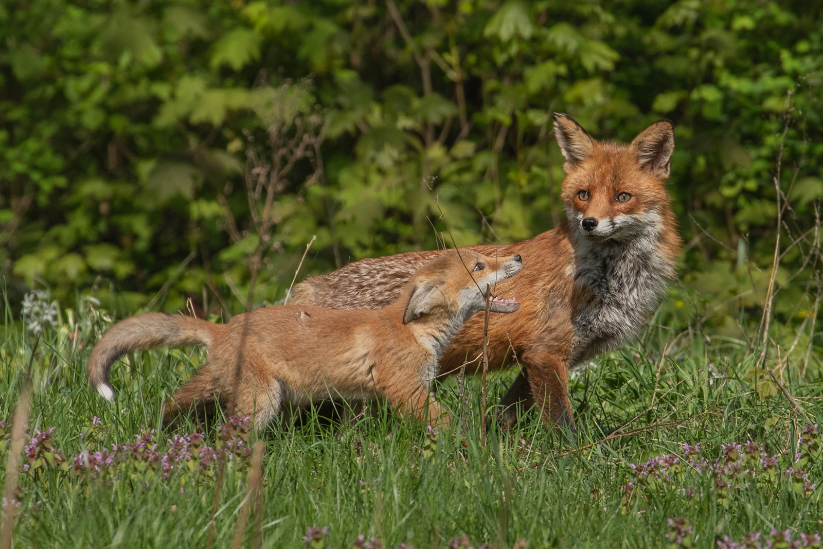 Fuchsfähe mit Nachwuchs - Vulpes vulpes 