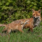 Fuchsfähe mit Nachwuchs - Vulpes vulpes 