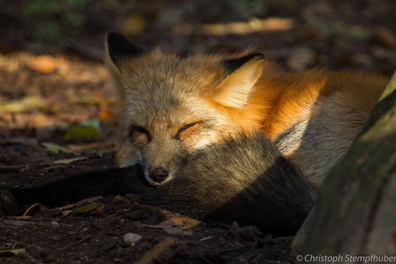 Fuchsfähe (Rotfuchs), dösend...